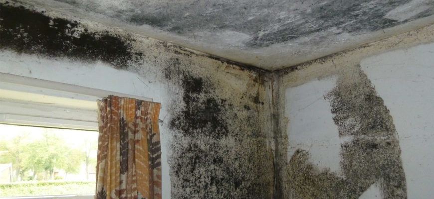 How to prevent mould growth; Residentail & Commercial